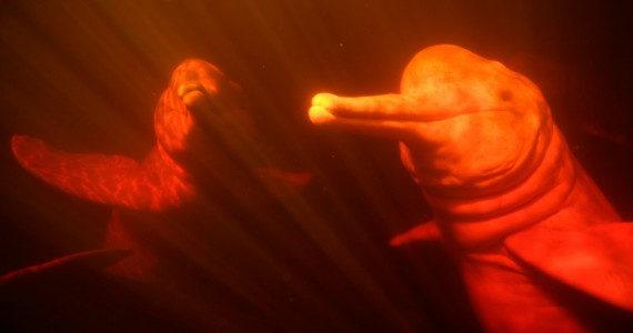Underwater picture of river dolphins in their environment. The water of the Negro river gives their pinkish skin a red hue
