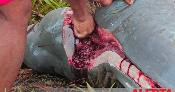 Death and suffering transform pink river dolphins into bait and riverside people into illegal fishermen.
