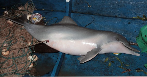 Red Alert to all creatures. A harpooned tucuxi (Sotalia fluviatilis) killed on the same night as the pink river dolphin