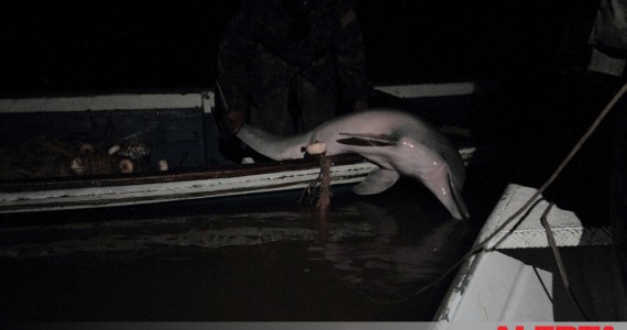 Alerta Vermelho  - Tucuxi morto à noite por Pescadores ilegais camuflados