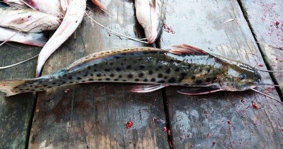 Piracatinga (Calophysus macropterus), o peixe responsável pela pesca que mata centenas de Botos na Bacia Amazônica