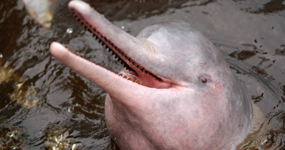 The smile of a pink dolphin