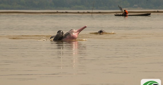 Female pink dolphin teaching her newborn calf how to breath air