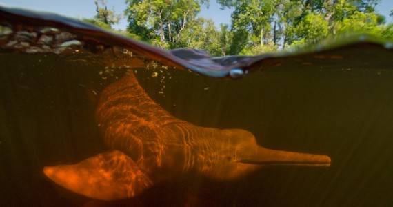 Pink river dolphin underwater. An impressive view of how adapted they are to the Amazonian environment. 