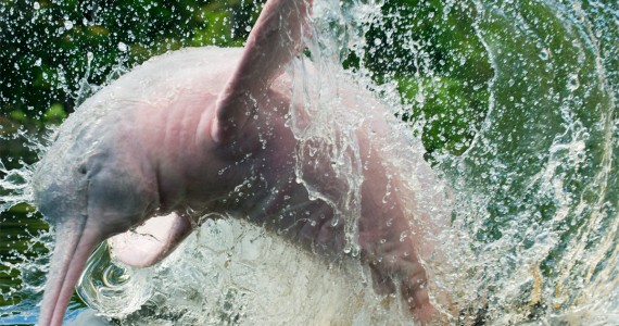 Jumping towards a future where pink river dolphins are successfully protected in the Amazon.